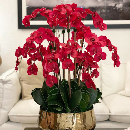 Rote Phalaenopsis-Orchideen in einem mittelgroßen Goldtopf