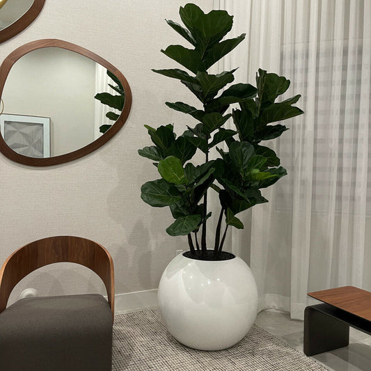 Weiße Kugelvase mit Geigenfeige – 180 cm