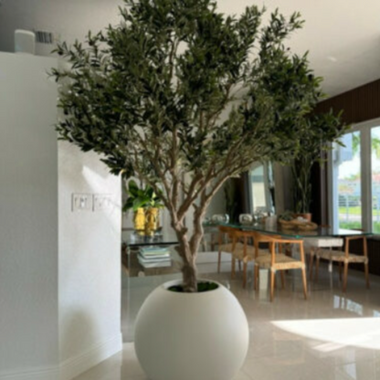 Olivenbaum im matten beigen Topf