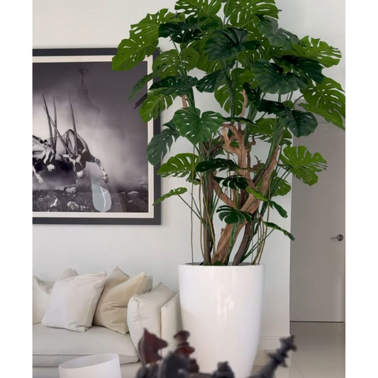 Monstera-Pflanze im hochglänzenden weißen Topf