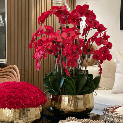 Rote Phalaenopsis-Orchideen in einem mittelgroßen Goldtopf