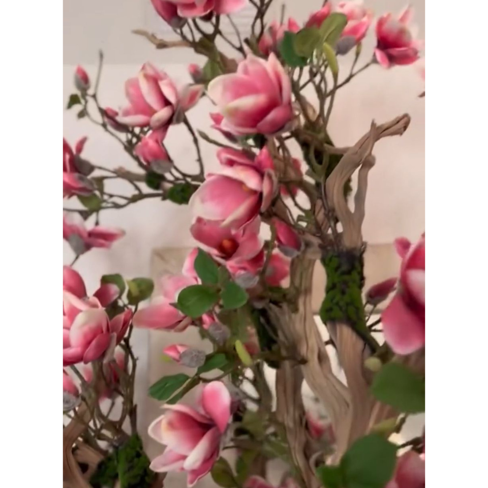 Rosa Magnolienbaum im St. Tropez-Topf in strahlendem Weiß – Neuerscheinung