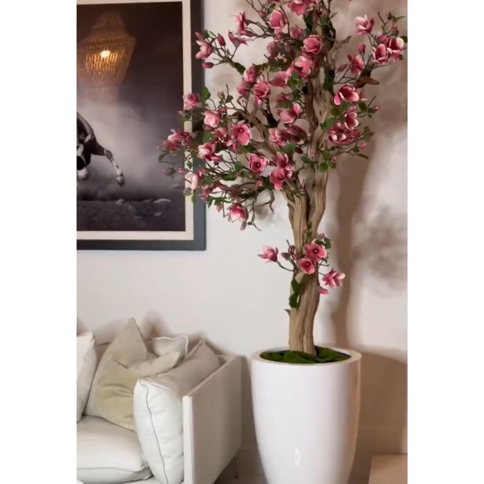 Rosa Magnolienbaum im St. Tropez-Topf in strahlendem Weiß – Neuerscheinung