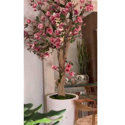 Rosa Magnolienbaum im St. Tropez-Topf in strahlendem Weiß – Neuerscheinung