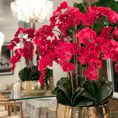 Rote Phalaenopsis-Orchideen in einem mittelgroßen Goldtopf