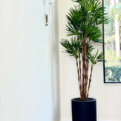Palme im XL-Topf (schwarz)