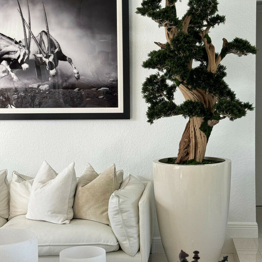Großer Bonsai im Brannan-Topf