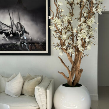 Weißer Magnolienbaum im glänzend weißen Kugeltopf, 76 cm