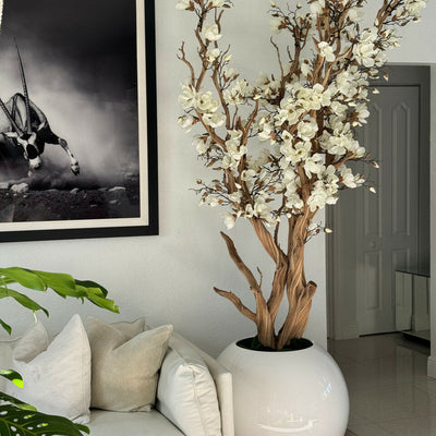 Weißer Magnolienbaum im 126 cm großen, glänzend weißen Kugeltopf